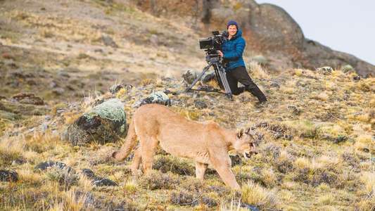 Animals Up Close with Bertie Gregory - Backdrops