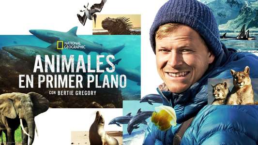Animals Up Close with Bertie Gregory - Backdrops