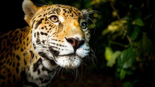 Big Cats - Backdrops