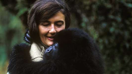 Dian Fossey: Secrets in the Mist - Backdrops