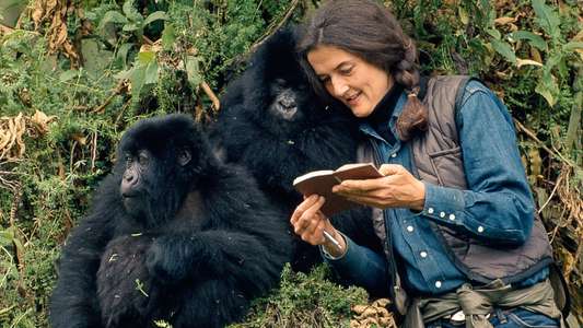 Dian Fossey: Secrets in the Mist - Backdrops
