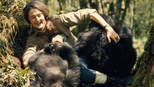 Dian Fossey: Secrets in the Mist - Backdrops