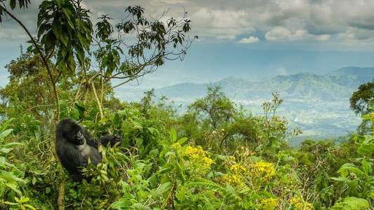 Dian Fossey: Secrets in the Mist - Backdrops