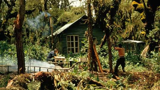 Dian Fossey: Secrets in the Mist - Backdrops