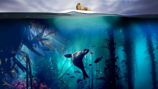 Blue Planet II - Backdrops