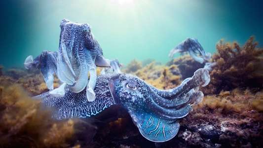 Blue Planet II - Backdrops