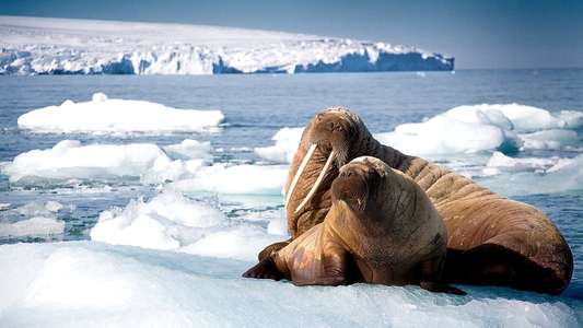 Blue Planet II - Backdrops