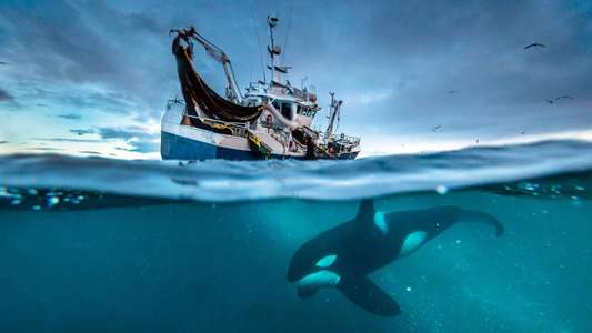 Blue Planet II - Backdrops