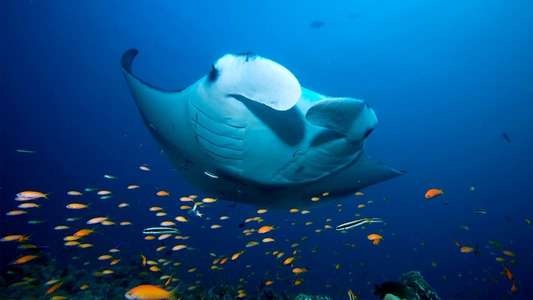 Blue Planet II - Backdrops