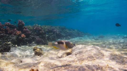 Blue Planet II - Backdrops