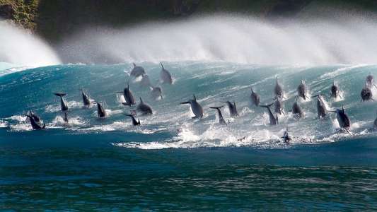 Blue Planet II - Backdrops
