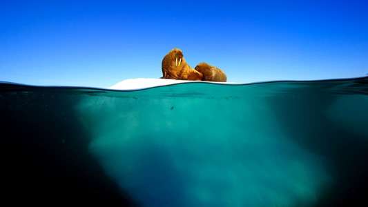 Blue Planet II - Backdrops