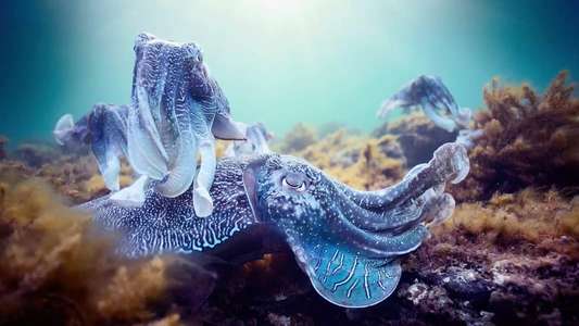 Blue Planet II - Backdrops