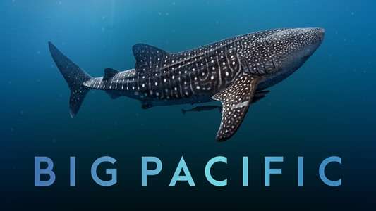 Big Pacific - Backdrops