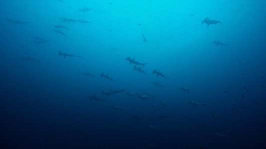 Big Pacific - Backdrops