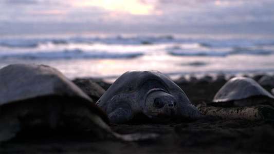 Big Pacific - Backdrops