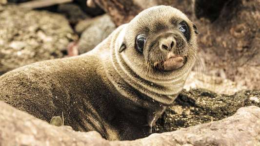Galapagos - Backdrops