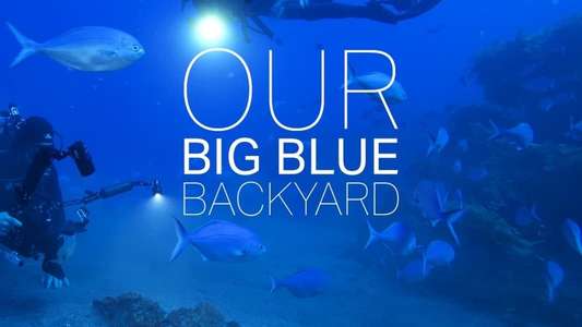 Our Big Blue Backyard - Backdrop