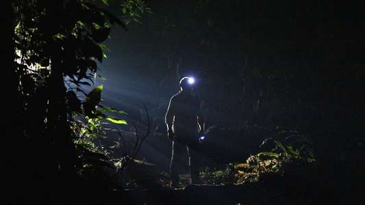 The Dark - Nature's Nighttime Worlds - Backdrop