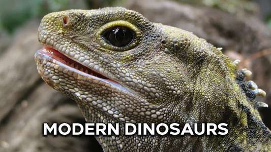 Modern Dinosaurs - Backdrop