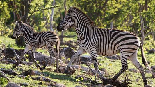 Nature's Great Race - Backdrop