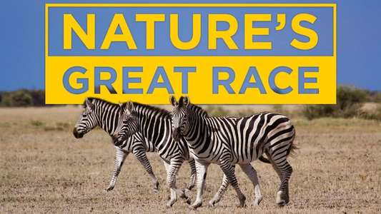 Nature's Great Race - Backdrop