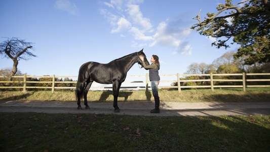 Free Rein - Backdrops