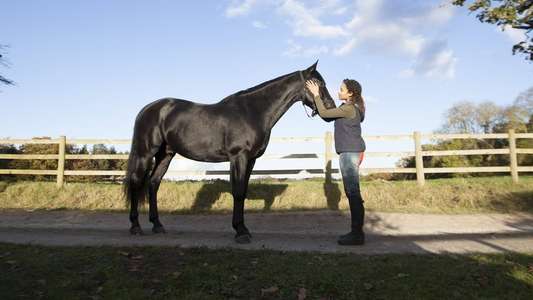 Free Rein - Backdrops