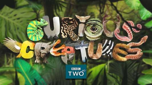 Curious Creatures - Backdrop