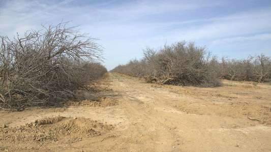 Parched - Backdrops