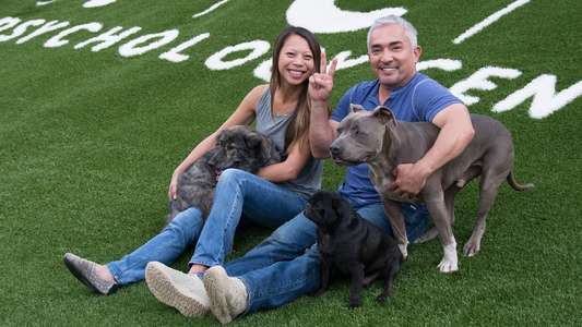Cesar Millan's Dog Nation - Backdrop