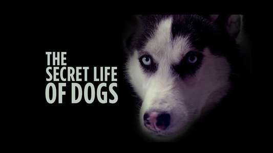 The Secret Life of Dogs - Series 2 - Backdrops