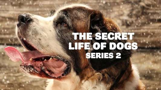 The Secret Life of Dogs - Series 2 - Backdrops