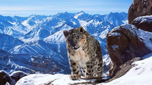 Planet Earth II - Backdrops