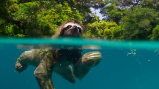 Planet Earth II - Backdrops