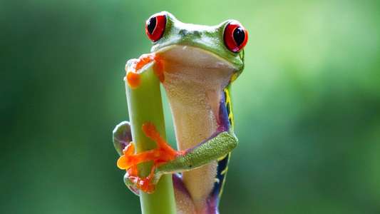 Planet Earth II - Backdrops