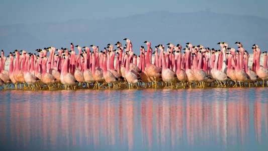 Planet Earth II - Backdrops
