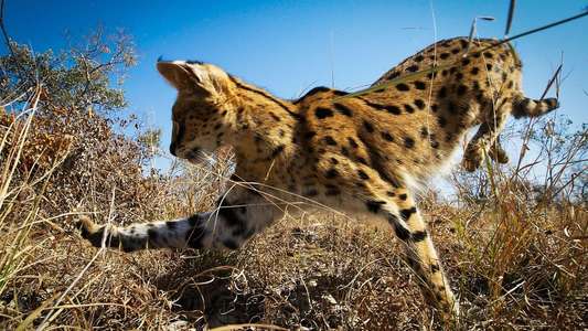 Planet Earth II - Backdrops