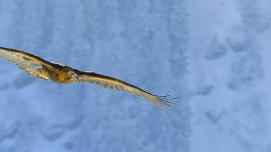Planet Earth II - Backdrops