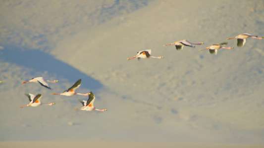 Planet Earth II - Backdrops