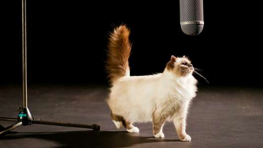 ​The Story of Cats - Backdrops