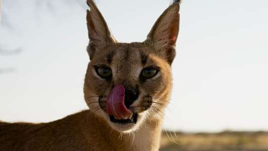 ​The Story of Cats - Backdrops