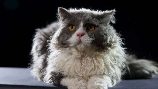 ​The Story of Cats - Backdrops
