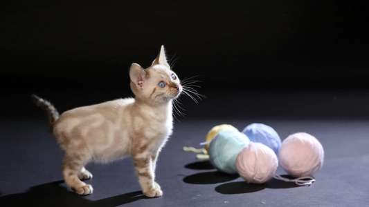 ​The Story of Cats - Backdrops