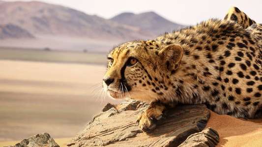 Big Cats: An Amazing Animal Family - Backdrop