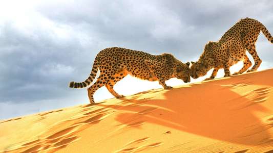 Big Cats: An Amazing Animal Family - Backdrop