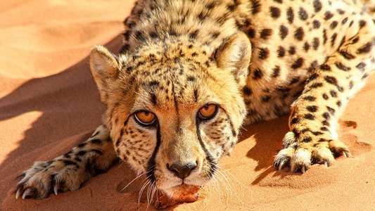 Big Cats: An Amazing Animal Family - Backdrop