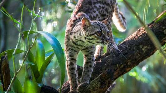 Big Cats: An Amazing Animal Family - Backdrop