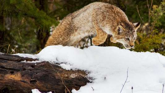 Big Cats: An Amazing Animal Family - Backdrop