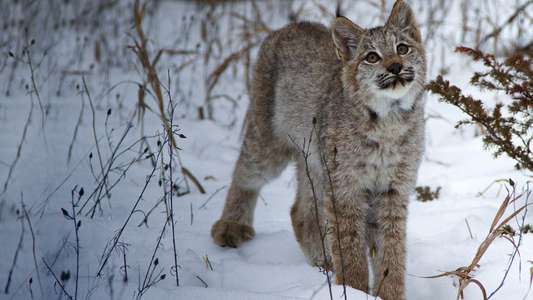Big Cats: An Amazing Animal Family - Backdrop